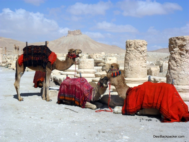 Camels in Palmyra