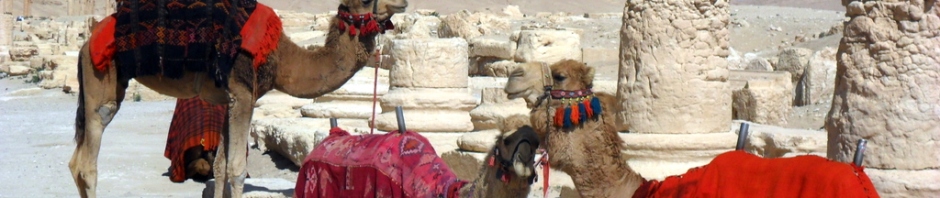 Camels in Palmyra